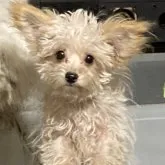 チワプー(トイプードル×チワワ)【埼玉県・男の子・2023年4月18日・クリーム】の写真1「11/5撮影」