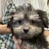 チワワ×プードル【埼玉県・男の子・2022年4月25日・ブラック&タン】の写真1「7/23撮影」