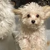 チワプー(トイプードル×チワワ)【埼玉県・男の子・2023年4月18日・クリーム】の写真2