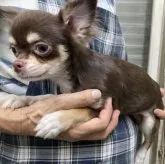 チワワ(ロング)【埼玉県・男の子・2023年6月6日・チョコタン&ホワイト】の写真3