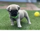 パグ【茨城県・男の子・2025年5月30日・フォーン🤎】の写真7