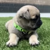 パグ【茨城県・男の子・2025年5月30日・フォーン🤎】の写真8