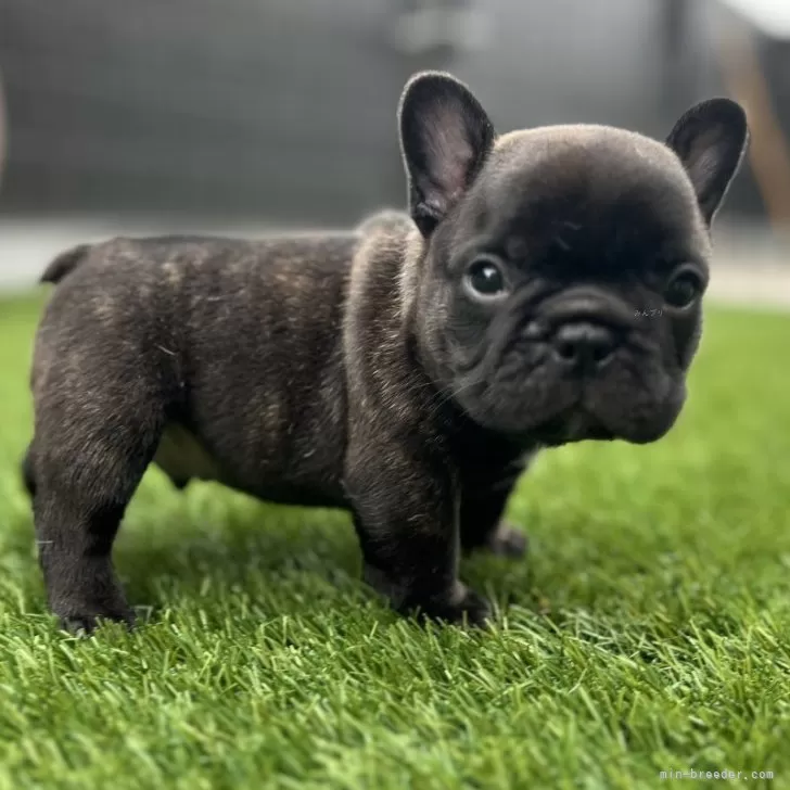 N.T 様のお迎えした子犬