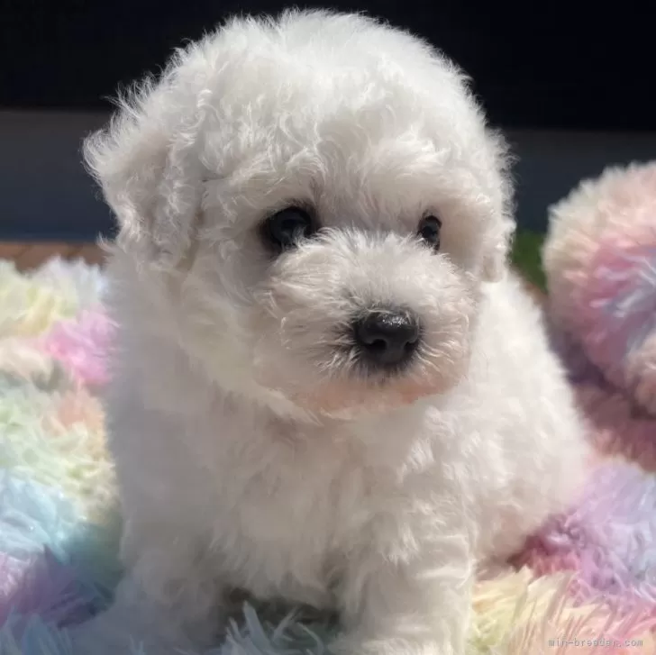 ID：2507-02494の子犬