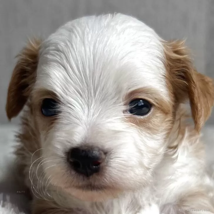 ID：2504-03499の子犬