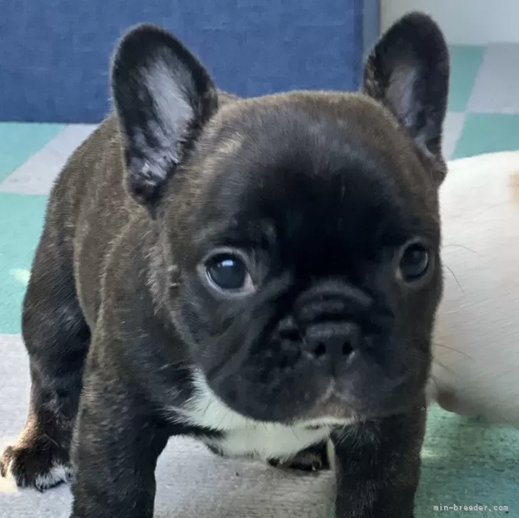 Y.O 様のお迎えした子犬