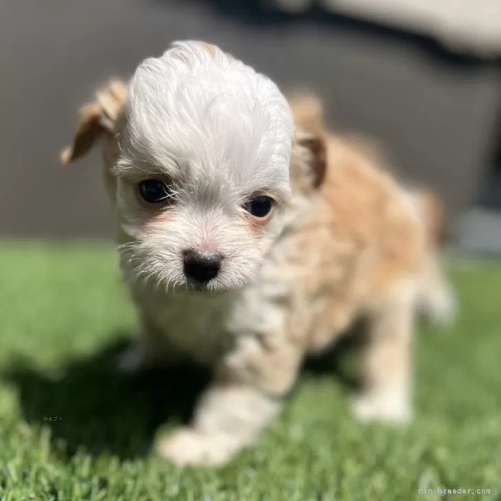 ID：2504-02508の子犬