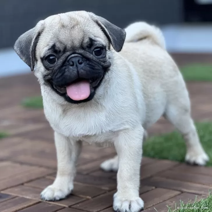 ID:2506-05702の子犬