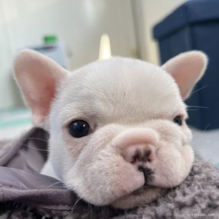 ID：2501-06977の子犬