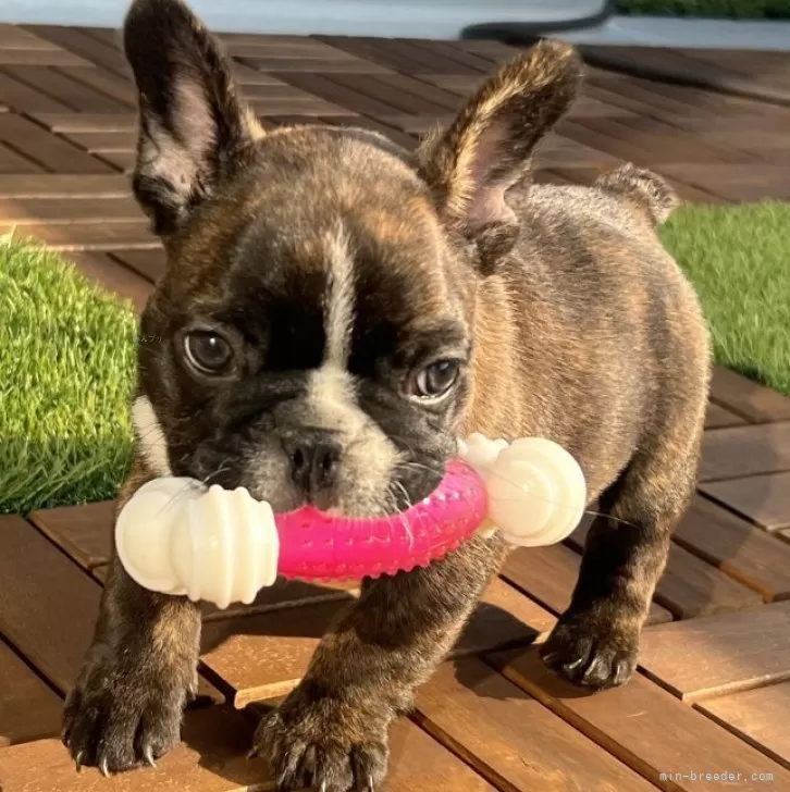 ID：2508-01339の子犬