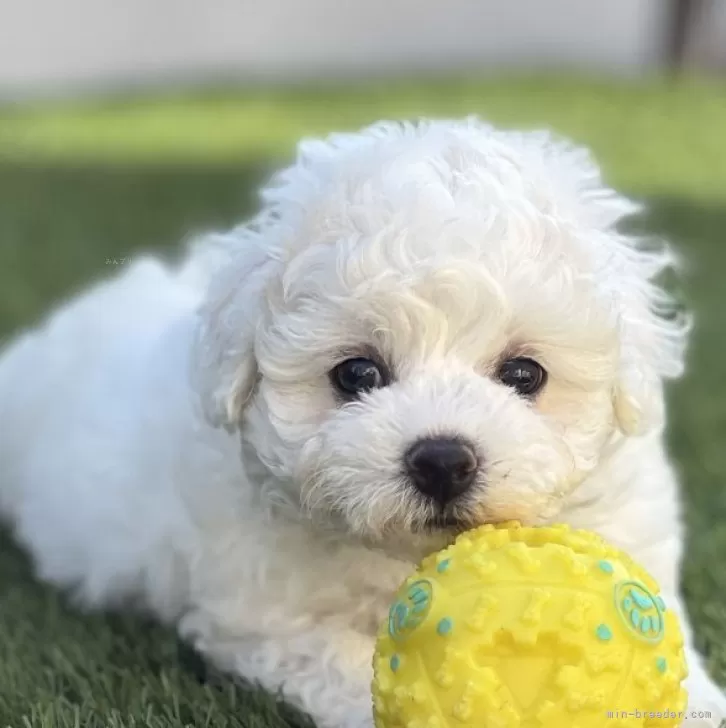 K.S 様のお迎えした子犬