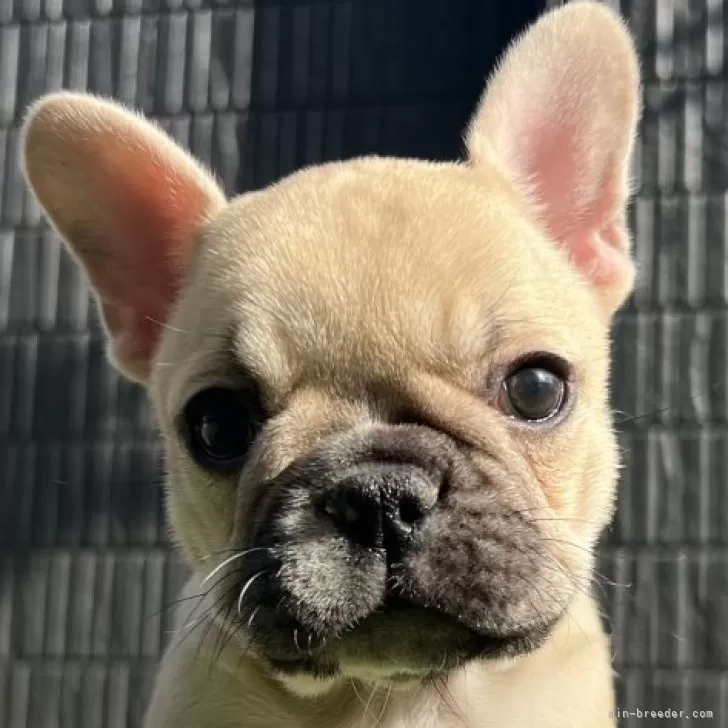 ID：2501-01490の子犬