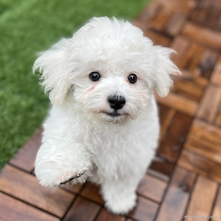 たあこ 様のお迎えした子犬