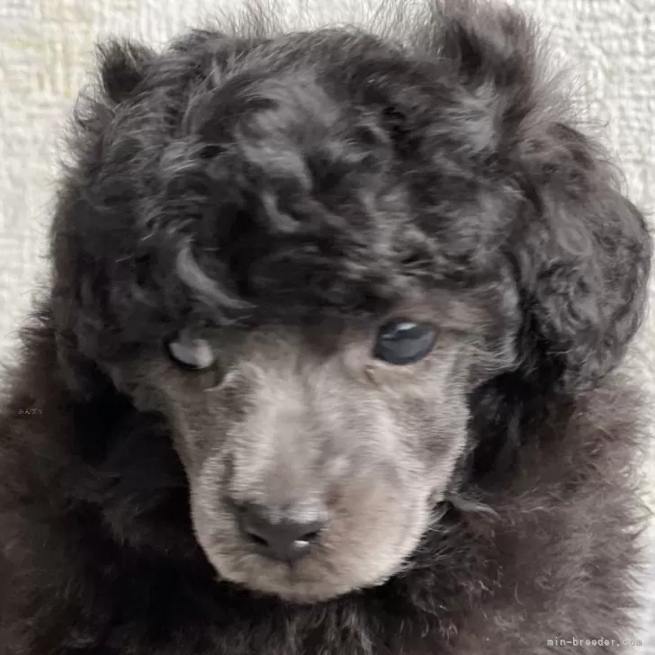 トイプードル(トイ)【茨城県・男の子・2025年10月17日・シルバー🩶】の写真1「毛色シルバーはブラックで生まれますが伸びてくるのはシルバーです🩶」