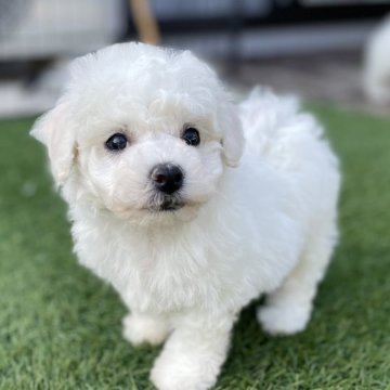 ビションフリーゼ【茨城県・女の子・2025年10月12日・ホワイト】の写真「真っ白なもふもふ天使」