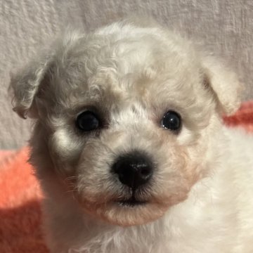 ビションフリーゼ【茨城県・女の子・2025年10月12日・ホワイト】の写真「真っ白なもふもふ天使🪽」