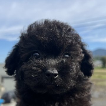 トイプードル(トイ)【茨城県・男の子・2025年7月17日・ブラック】の写真「もしかしたらシルバーになるかも〜」