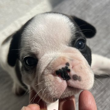 フレンチブルドッグ【茨城県・男の子・2025年10月27日・パイド】の写真「11月29日分よりご見学受付開始‼️お待ちして🙂」