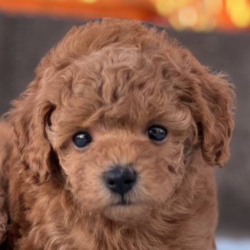 トイプードル(トイ)【茨城県・女の子・2025年9月20日・レッドアンドホワイト】の写真「濃いレッドの女の子🤎」