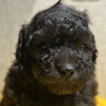 トイプードル(トイ)【茨城県・男の子・2025年7月31日・シルバー🩶】の写真「ブラックからシルバーに変化していくトイプードル」