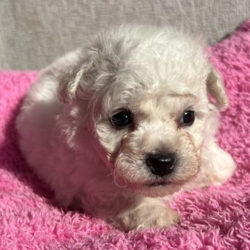 ビションフリーゼ【茨城県・男の子・2025年10月12日・ホワイト】の写真「真っ白ではもふもふ男の子」