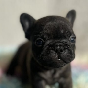 フレンチブルドッグ【茨城県・男の子・2025年10月27日・ブリンドル】の写真「ちびコロ男子」
