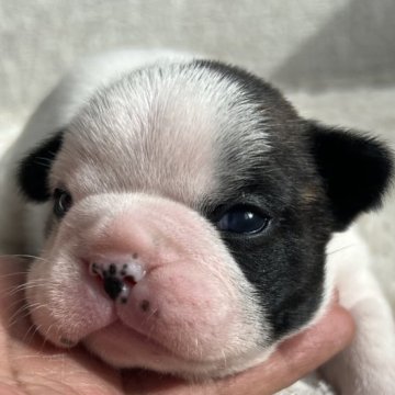 フレンチブルドッグ【茨城県・男の子・2025年10月27日・パイド】の写真「白黒はっきりパイドくん」