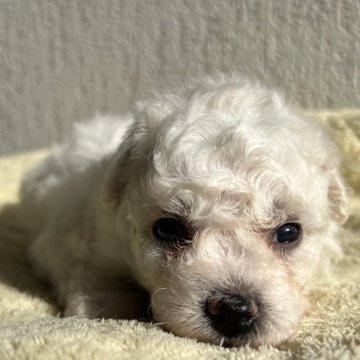 ビションフリーゼ【茨城県・女の子・2025年10月12日・ホワイト】の写真「真っ白なもふもふ天使」