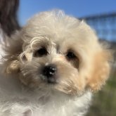 マルプー(マルチーズ×トイプードル)