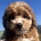 トイプードル(トイ)