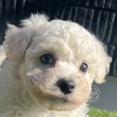 ビションフリーゼ