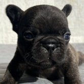 フレンチブルドッグ