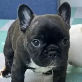 フレンチブルドッグ【茨城県・女の子・2025年6月20日・ブリンドルアンドホワイト】の写真1