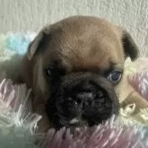 フレンチブルドッグ