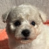 ビションフリーゼ