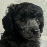 トイプードル(トイ)