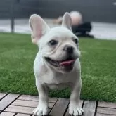 フレンチブルドッグ