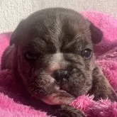 フレンチブルドッグ