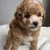 トイプードル(トイ)