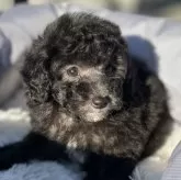 トイプードル(トイ)