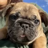 フレンチブルドッグ