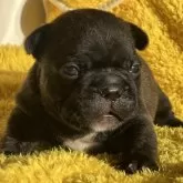 フレンチブルドッグ