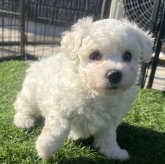 ビションフリーゼ