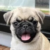 パグ