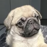 パグ