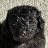 トイプードル(トイ)