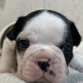 フレンチブルドッグ