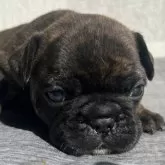 フレンチブルドッグ