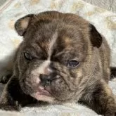 フレンチブルドッグ