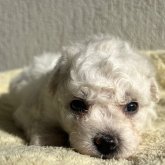 ビションフリーゼ